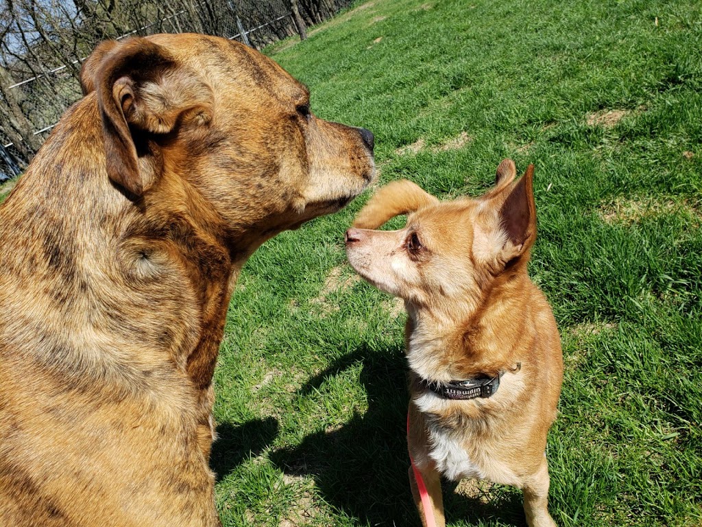 Complete K9 Care | 631 Second Line Rd, Bailieboro, ON K0L 1B0, Canada | Phone: (705) 760-4279