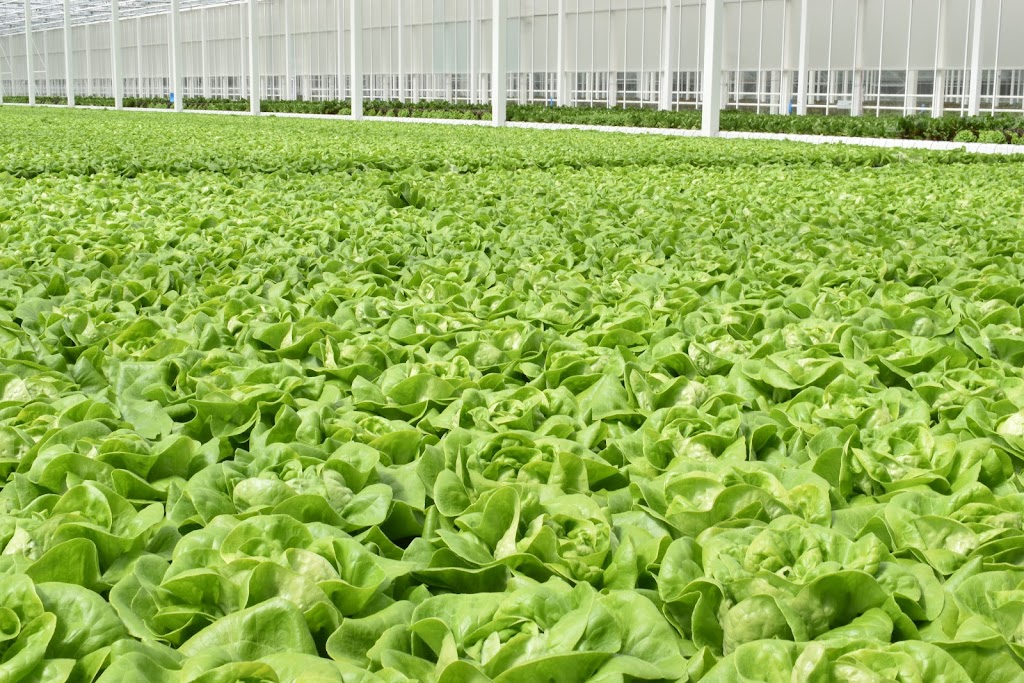 Whole leaf ltd | 92044 Range Rd 195, Lethbridge County, AB T1M 1N3, Canada | Phone: (403) 365-3370