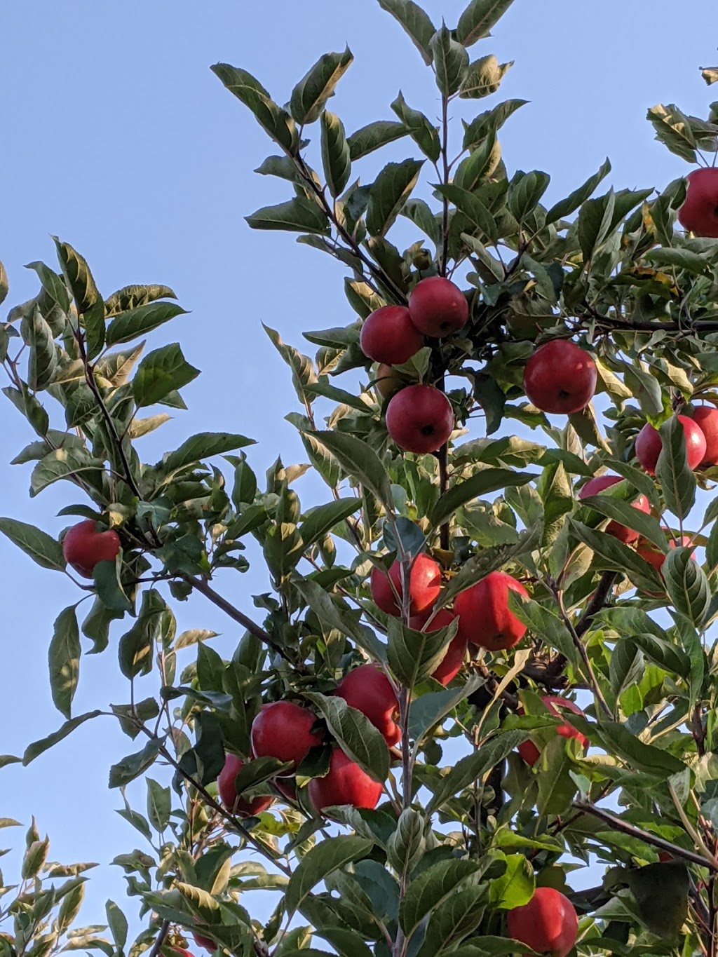 Watson Farms PYO | 2287 Durham Regional Hwy 2, Bowmanville, ON L1C 3K3, Canada | Phone: (905) 623-7252