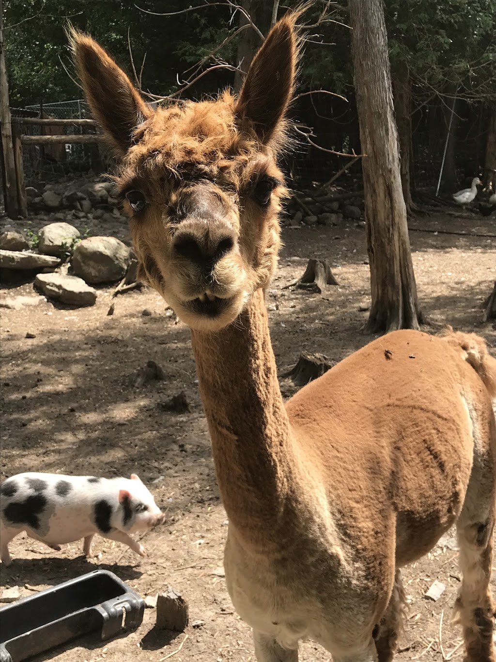 Happy Tales Animal Sanctuary | 3225 Wilton Rd, Harrowsmith, ON K0H 1V0, Canada | Phone: (613) 217-2570