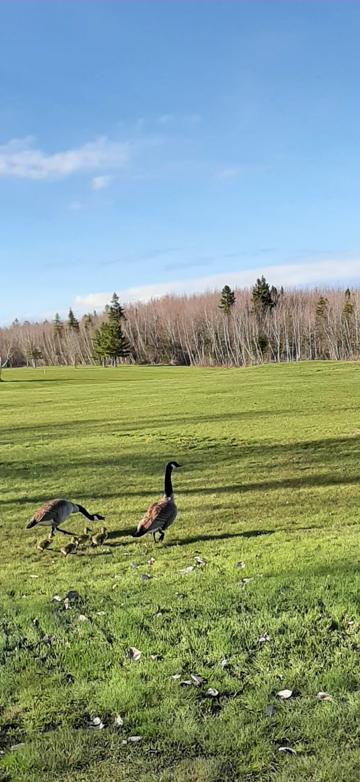 Bouctouche Golf | 211 Girouardville Rd, Bouctouche, NB E4S 3G6, Canada | Phone: (506) 743-5251