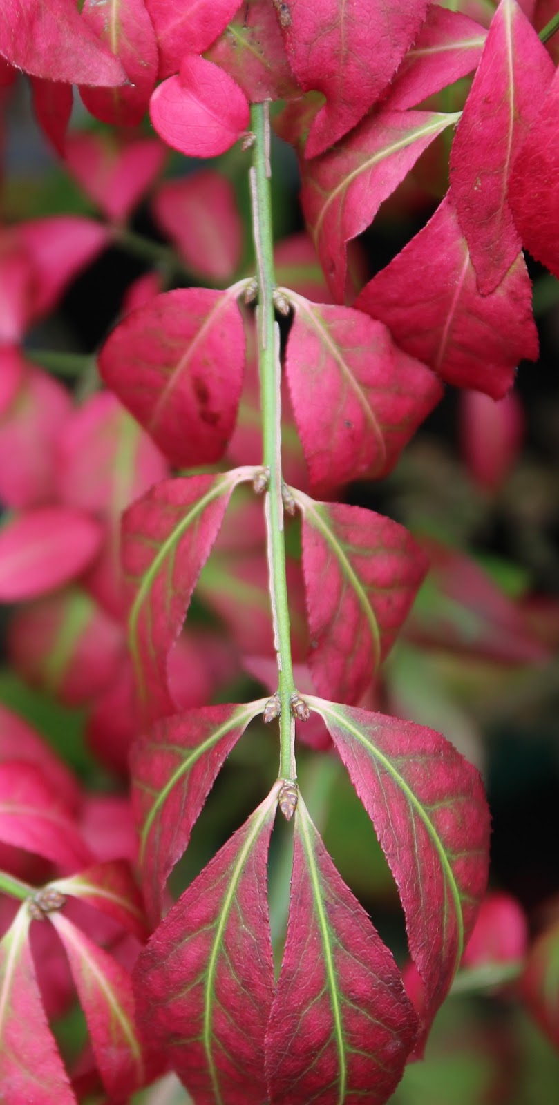 Frost Nursery | 5863 Beatty Rd, Abbotsford, BC V4X 2E9, Canada | Phone: (604) 607-7171