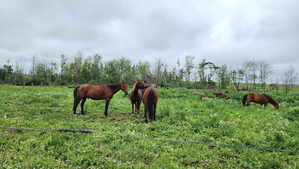 Moonlight Animal Sanctuary (Horse) | 69 Mitchell Rd, Cardigan, PE C0A 1G0, Canada | Phone: (902) 969-0397