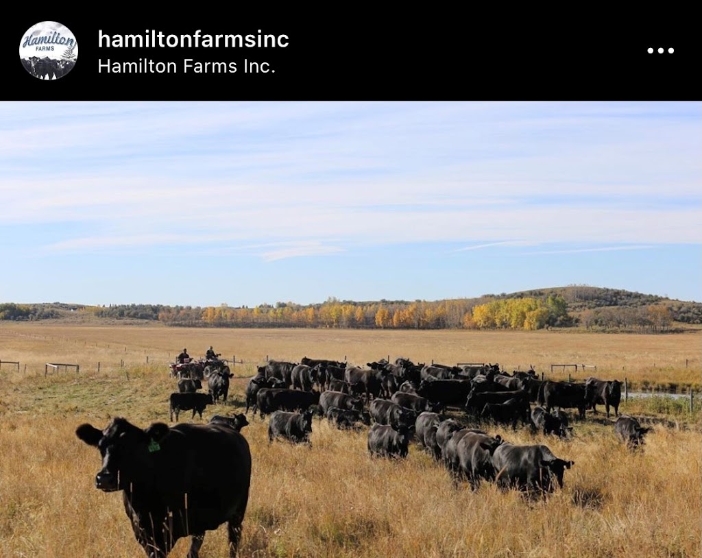 Hamilton Farms Inc | 274132 Range Rd 33, Rockyview County, AB T0M 1L0, Canada | Phone: (403) 932-5980