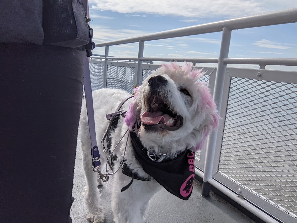 Balanced behavior canine | 1575 Graham Place, Ladysmith BC, V9G IKI, Ladysmith, BC V9G 1K1, Canada | Phone: (250) 618-7711