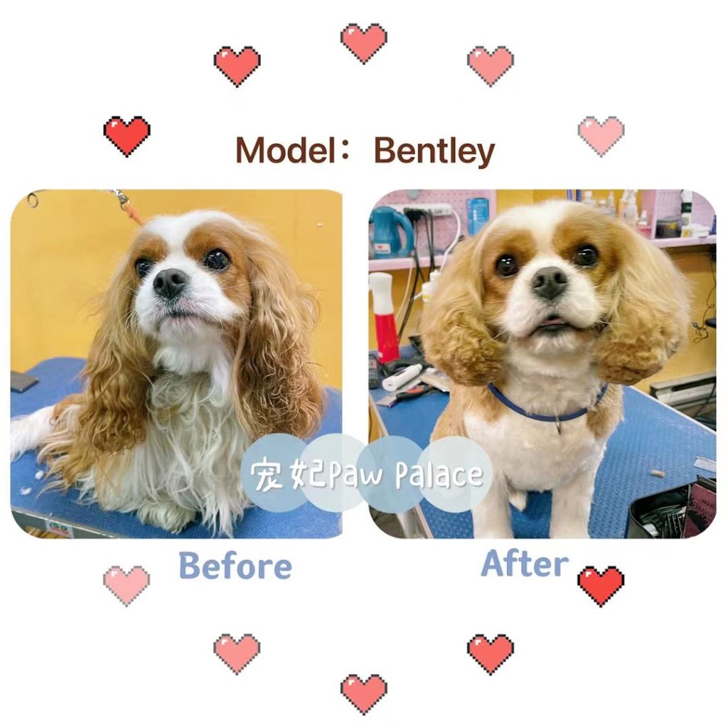 Paw Palace Dog Grooming 宠妃宠物美容 | 4051 Macdonald St, Vancouver, BC V6L 2N8, Canada | Phone: (604) 722-2070