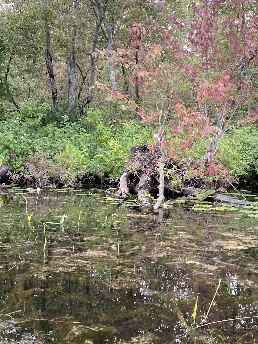 The Wild Life Rentals - Kayak and Paddle Board Rentals | 10 Forsyth St, Marmora, ON K0K 2M0, Canada | Phone: (613) 921-3802