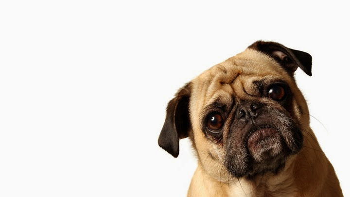 Bark Busters In Home Dog Training - Montreal | 615 Av. Clarke, Westmount, QC H3Y 3E5, Canada | Phone: (514) 592-1222