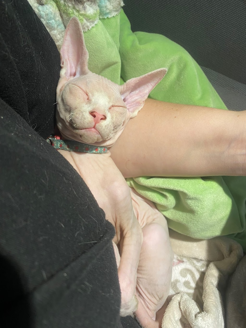 Nakies R Us Sphynx Cattery | 1368 Commissioners Rd W, London, ON N6K 1E2, Canada | Phone: (226) 700-7103