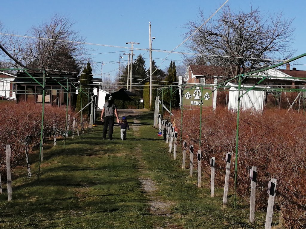 Bleuetière Le champ bleu | 1506 Rue Dubois, Saint-Adrien, QC J0A 1C0, Canada | Phone: (819) 238-8312