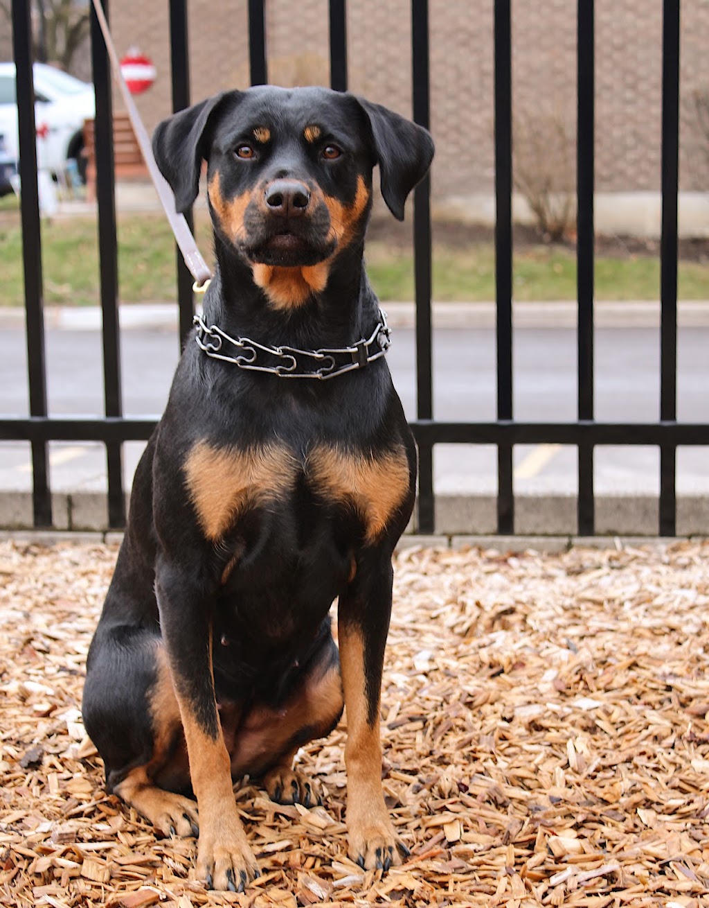 Barbosa k9s | 22 Bunting Dr, Brampton, ON L6Y 2H5, Canada | Phone: (647) 248-2411