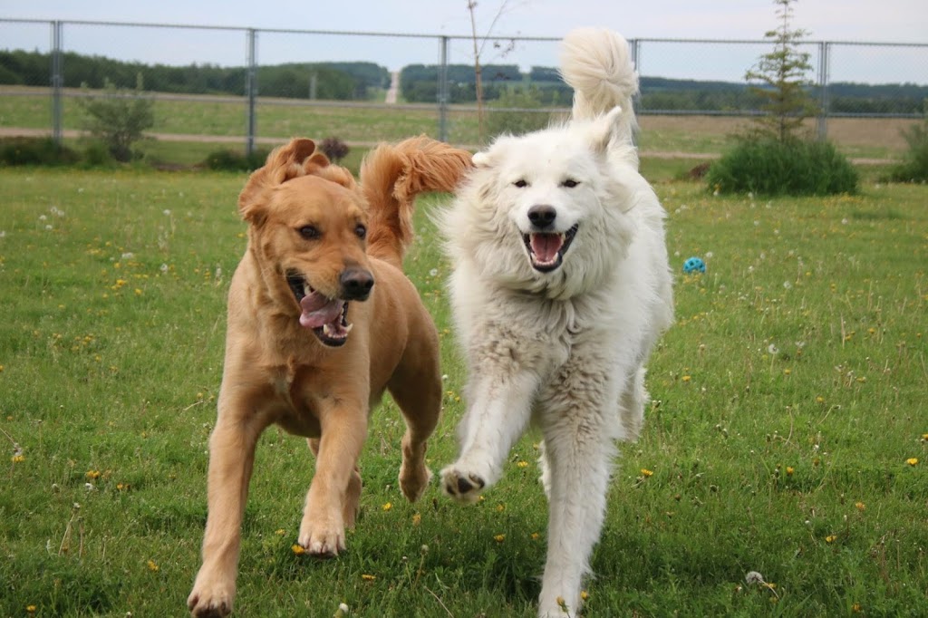 Old MacDonald Kennels | RR 235, Ponoka County, AB T4J 1R1, Canada | Phone: (403) 783-7447