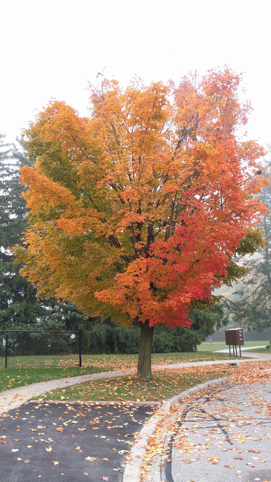 Frank Robson Park | 30 Cromwell Rd, Vaughan, ON L6A, Canada