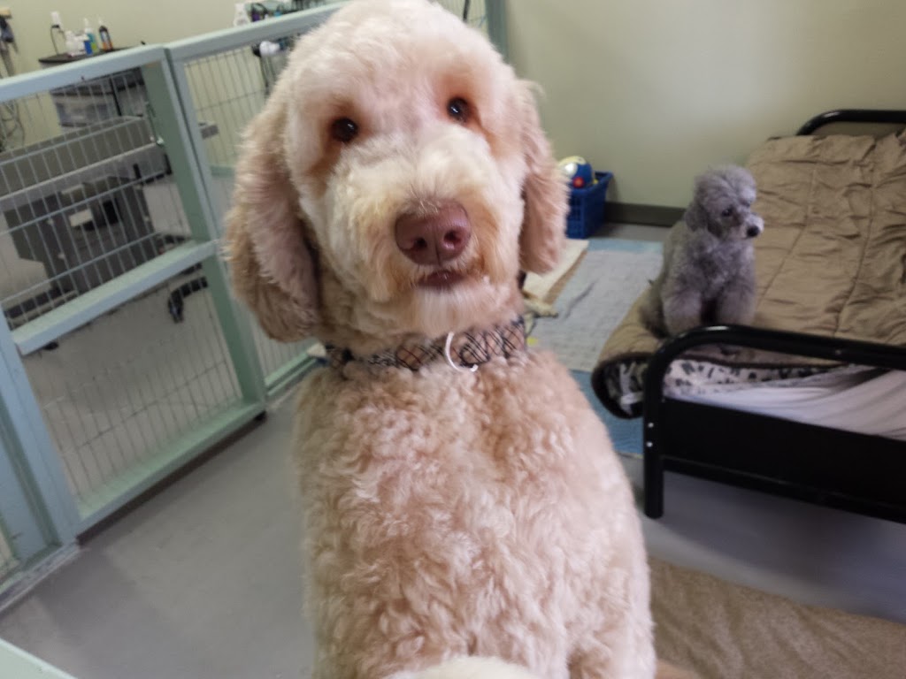 All About Grooming | 727 Speedvale Ave W, Guelph, ON N1K 1E6, Canada | Phone: (519) 824-2724