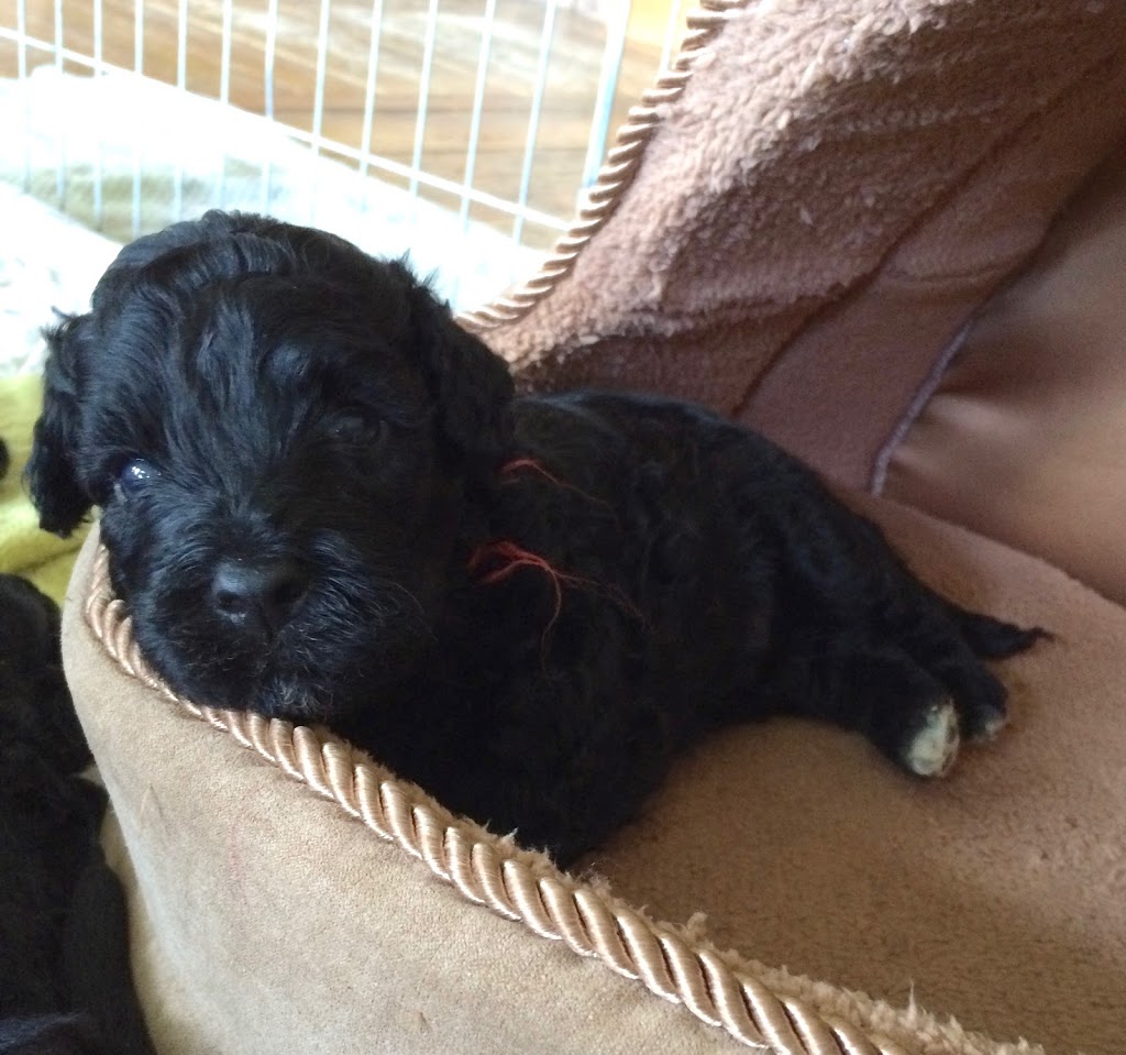 Claircreek Portuguese Water Dogs - Board and Train and other services | 7907 16 Line, Arthur, ON N0G 1A0, Canada | Phone: (519) 241-5353