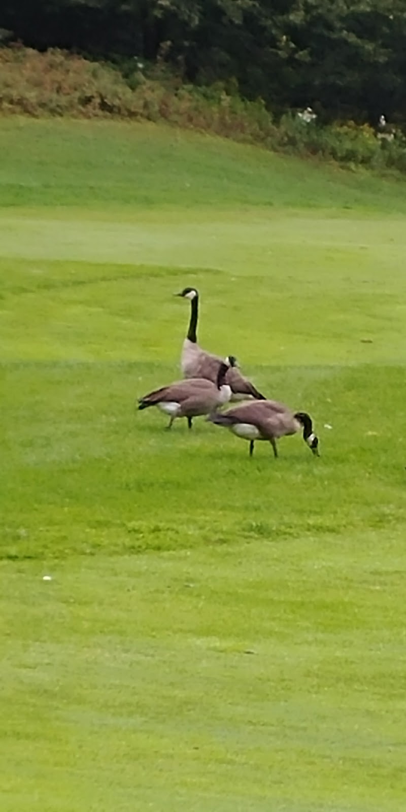 Golf Manitou | 251 Chemin Clément, Mont-Tremblant, QC J8E 1N8, Canada | Phone: (819) 681-7977