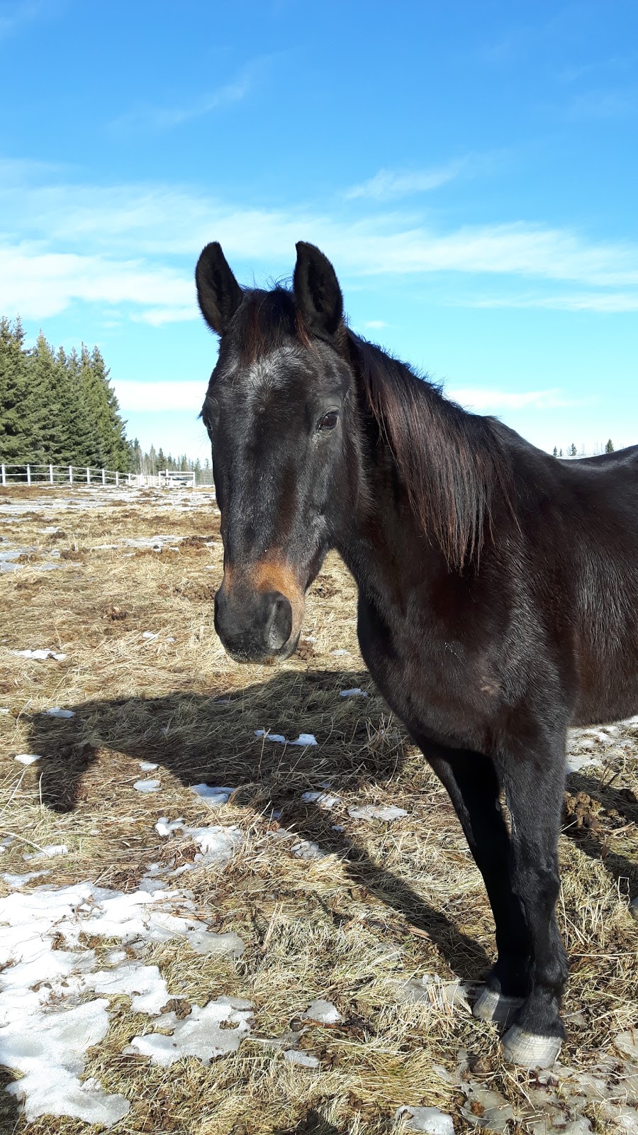 Bar EK Stables | Mountain View County, AB T0M, Canada