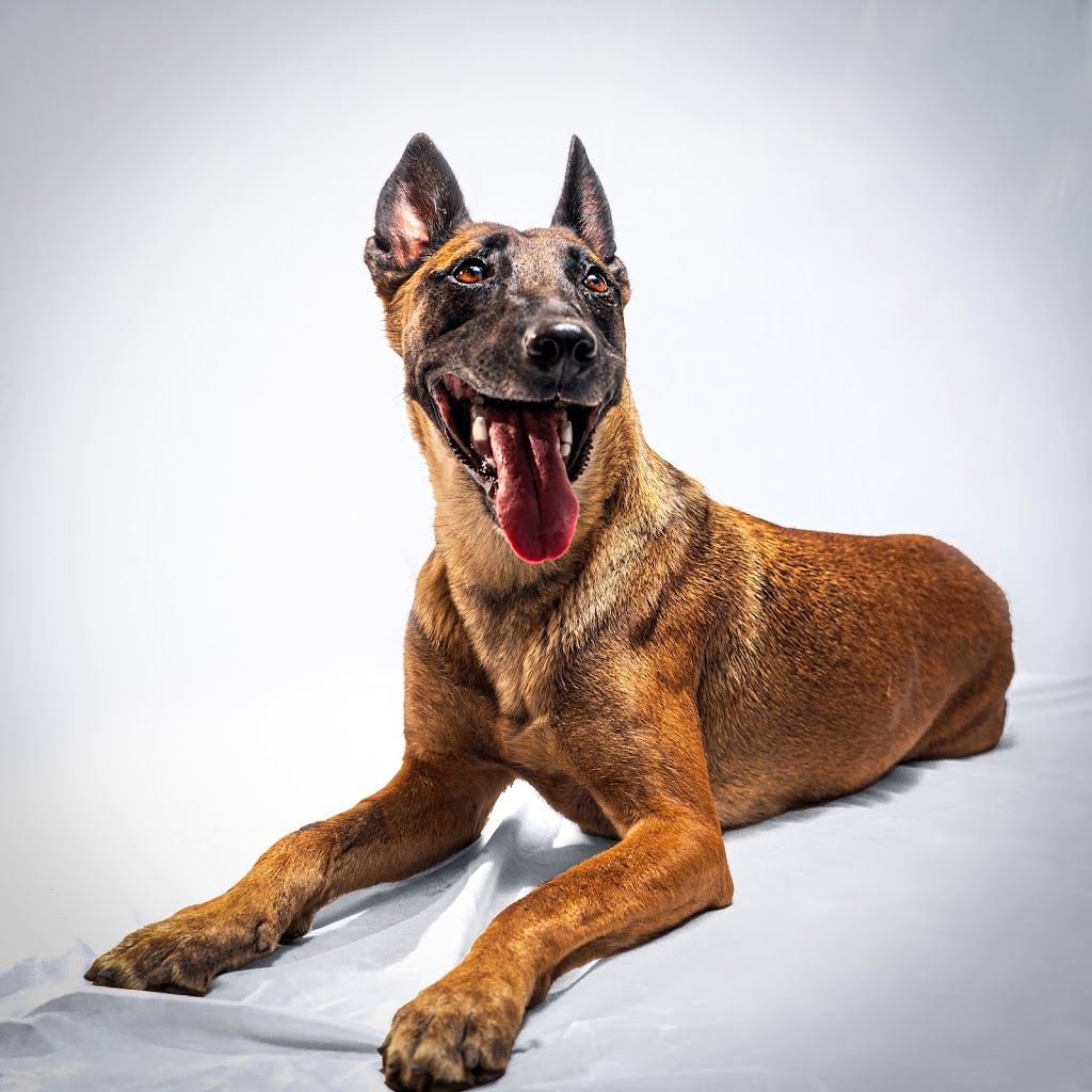 Lone Wolf K9 | 6859 Healey Rd, Caledon, ON L7C 0X2, Canada | Phone: (647) 244-3663