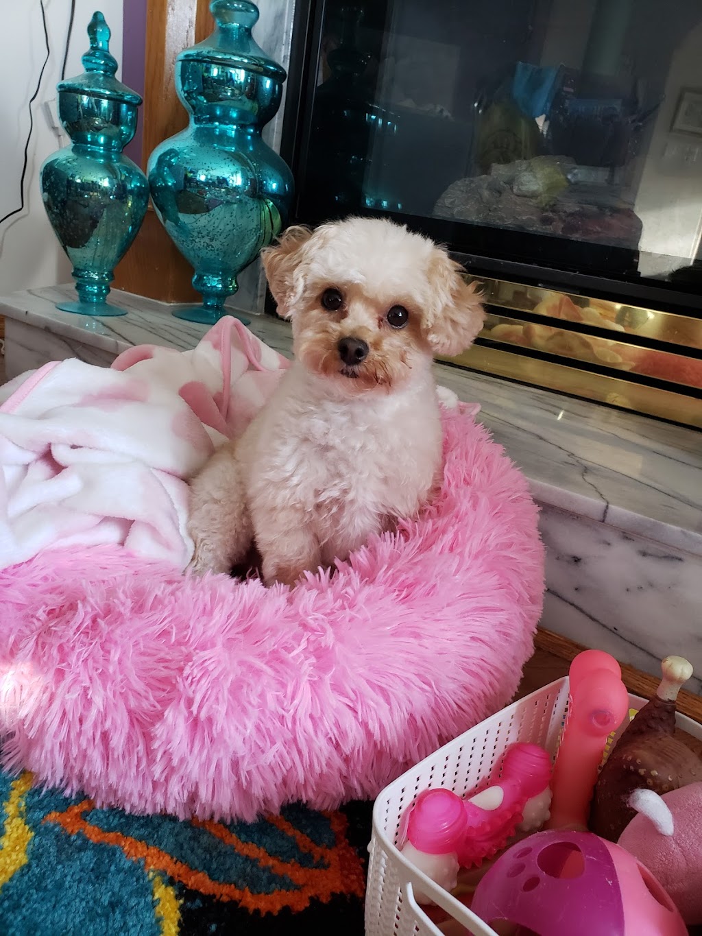 Fuzzy Furballs Grooming | 15235 94 St, Edmonton, AB T5E 3W7, Canada | Phone: (780) 970-8596