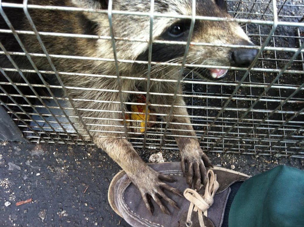 24/7 Wildlife Removal Toronto | 46 Rivercove Dr, Toronto, ON M9B 4Y9, Canada | Phone: (647) 362-9180