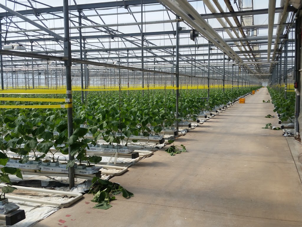 Singh Greenhouses | 629 Safari Rd, Millgrove, ON L0R 1V0, Canada | Phone: (800) 977-5153