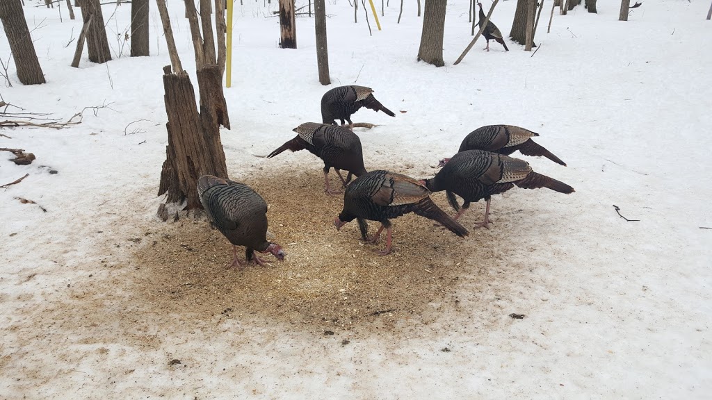 Wild Bird Care Centre | 734 Moodie Dr, Nepean, ON K2R 1H4, Canada | Phone: (613) 828-2849