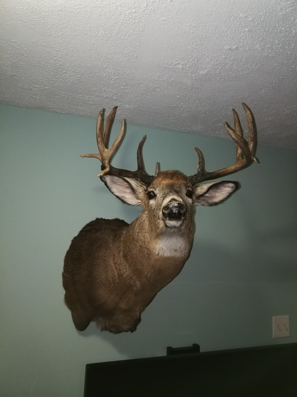 Artistry In Motion Taxidermy- Canadas Largest Taxidermy Studio | 347 Durham Regional Rd 8, Uxbridge, ON L9P 1R1, Canada | Phone: (905) 852-1119