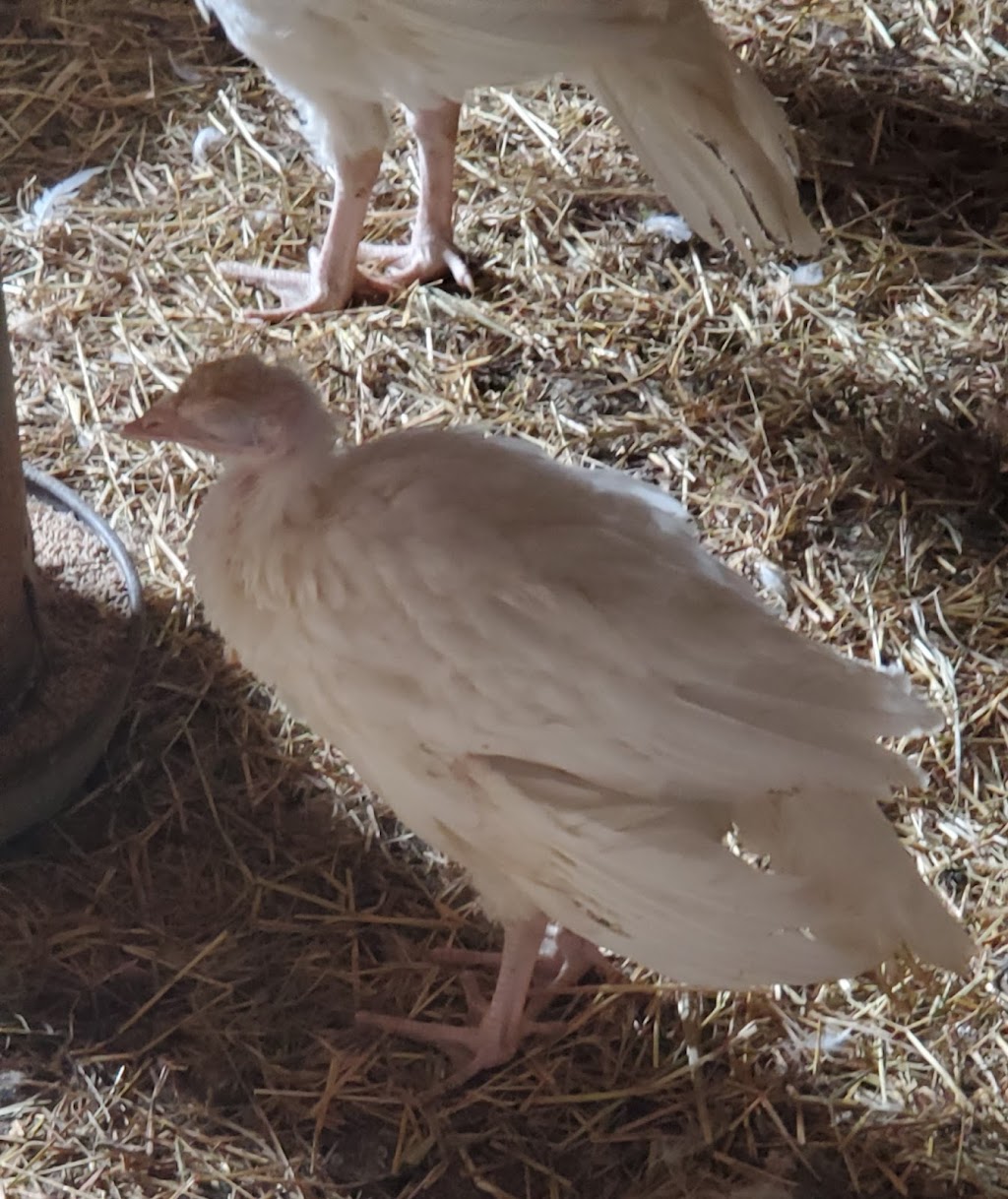Reliable Poultry Service LTD. | 6911 River Ave N, Courtenay, BC V9J 1N5, Canada | Phone: (250) 337-5956