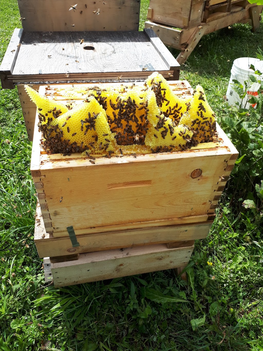 4thlinehoney | 96070 4 Line SW, Melancthon, ON L9V 2B9, Canada | Phone: (647) 216-7084