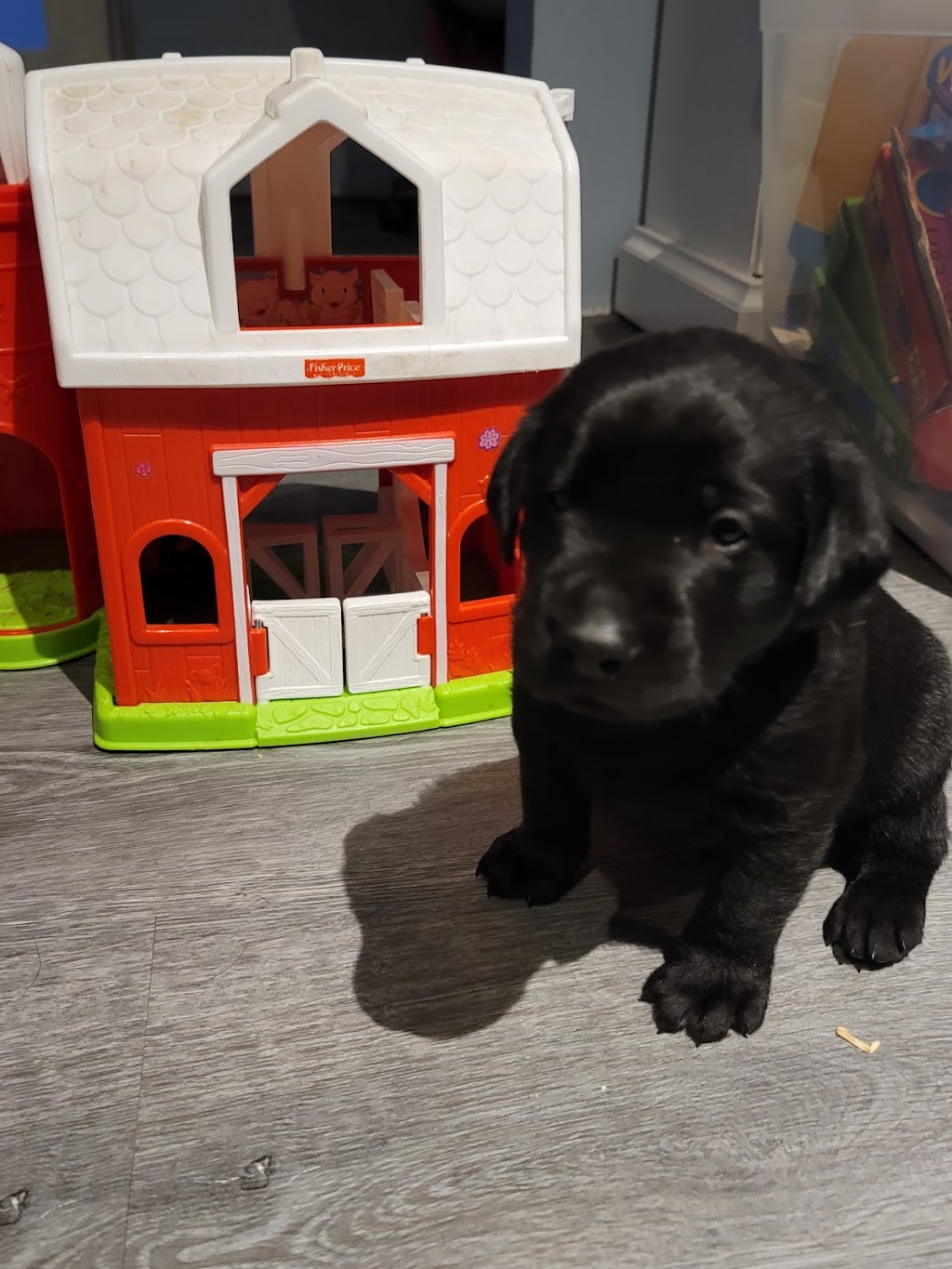 Black Diamond Retrievers | 60 Jenner St, Essex, ON N8M 1G7, Canada | Phone: (519) 817-2061