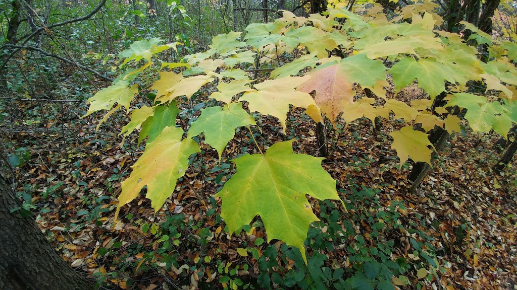 Saigeon Trail | Richmond Hill, ON L4E 4C2, Canada | Phone: (905) 771-8830