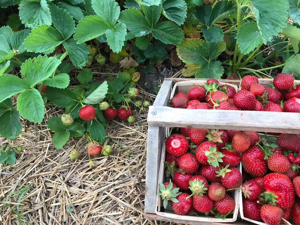 Farm La Fille du Roy | 1920 Rang St.-Simon, Sainte-Madeleine, QC J0H 1S0, Canada | Phone: (450) 795-3579