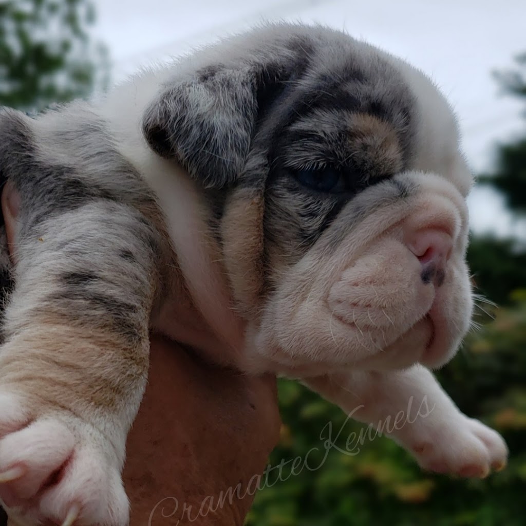 Cramatte Kennels | Mission,B.C, 13280 Sabo St, Mission, BC V4S 1L6, Canada | Phone: (604) 970-1587