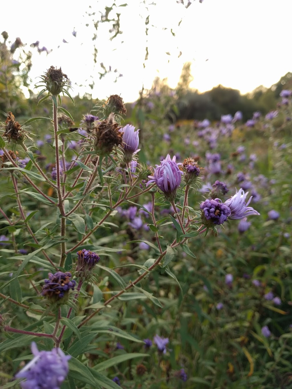 Willam Grange Greenway Trail | William Granger Greenway, Kleinburg, ON L0J 1C0, Canada