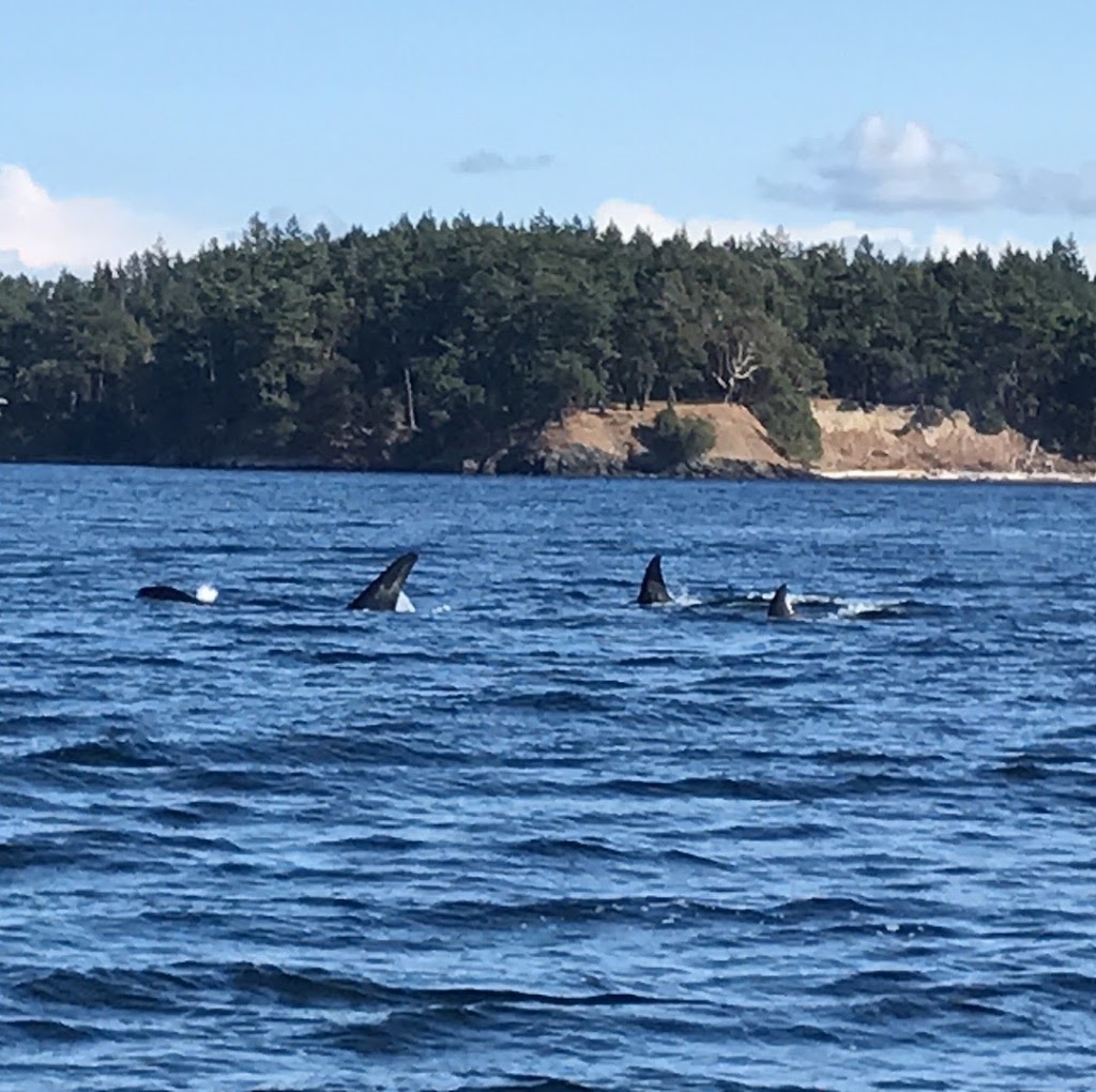 Blackfish Tours by Outer Island Expeditions | 2201 Skyline Way, Anacortes, WA 98221, USA | Phone: (360) 376-3711