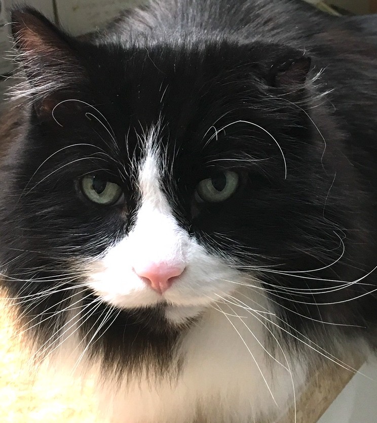South Fraser Animal Hospital | 31813 S Fraser Way Unit # 3, Abbotsford, BC V2T 1V4, Canada | Phone: (604) 855-0770