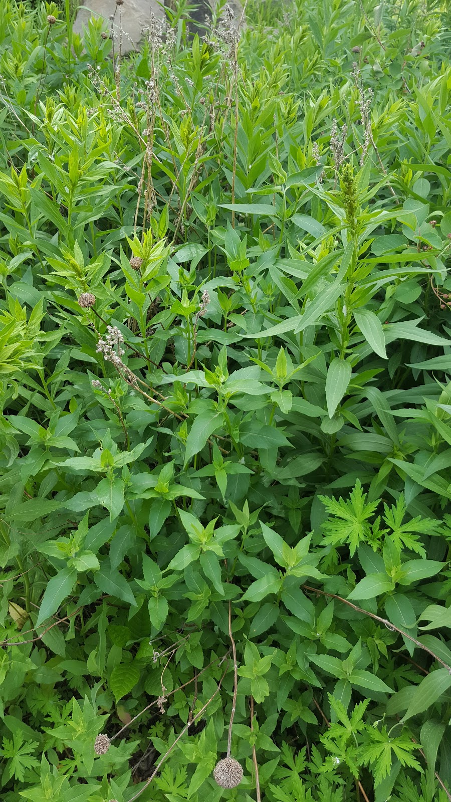 Sunalta Community Wildflower Garden | 1310 16 St SW, Calgary, AB T3C 0W8, Canada