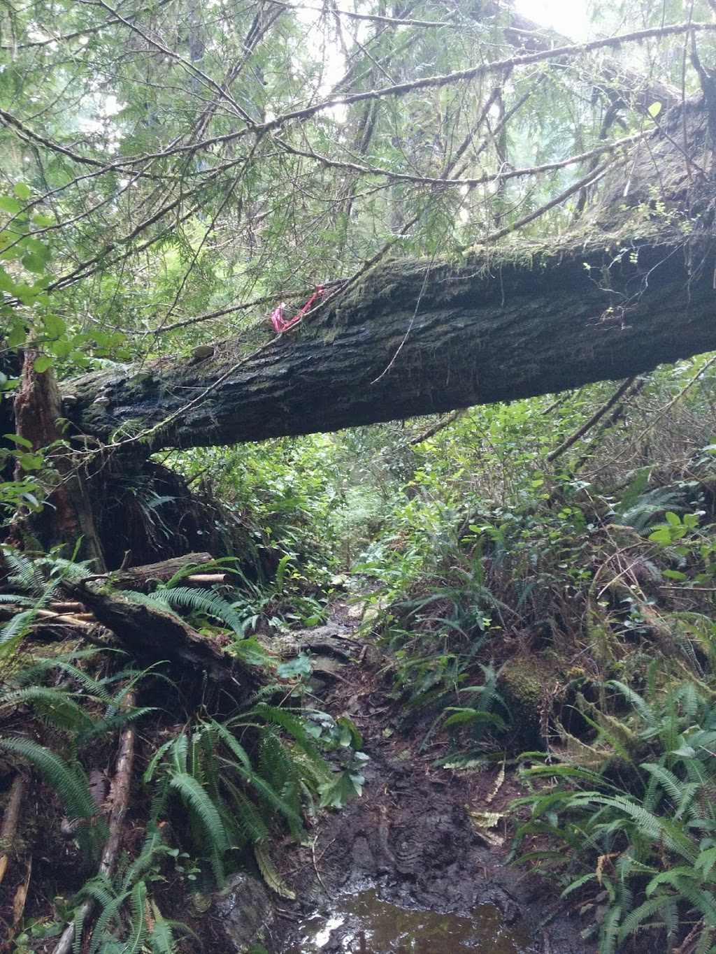 Parks Canada | Bamfield, BC V0R 1B0, Canada | Phone: (250) 728-3244