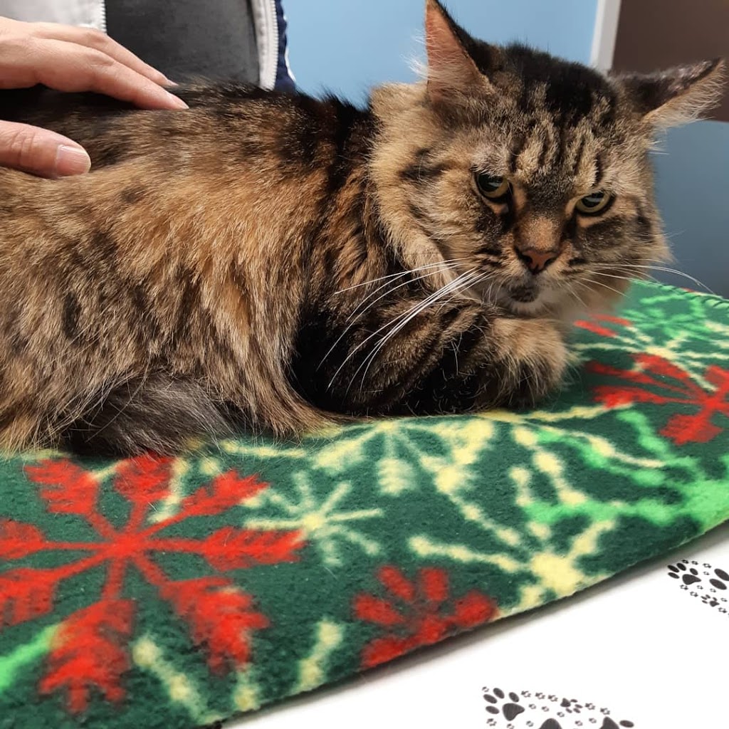 Islington Village Animal Hospital | 3852 Bloor St W, Etobicoke, ON M9B 1L1, Canada | Phone: (647) 347-2299