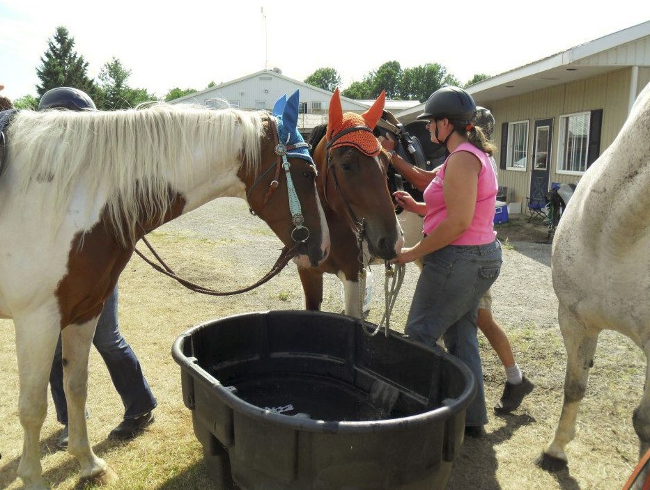 Northern Lights Equine | 680 Poonamalie Side Rd, Smiths Falls, ON K7A 4S4, Canada | Phone: (613) 284-0213