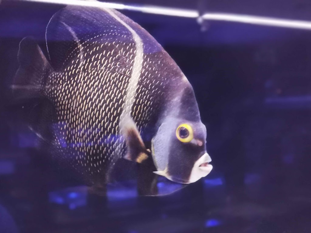 CMA Aquatics Coral | 876 Weston Rd, York, ON M6N 3R6, Canada | Phone: (416) 901-9777