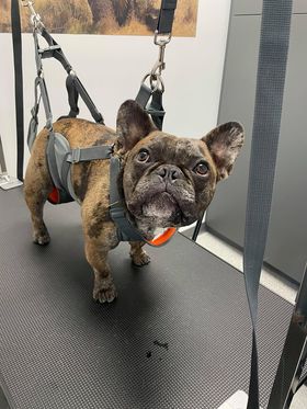 Clinique vétérinaire Truffe et Compagnie Inc | 1356 Bd du Curé-Labelle local 232, Blainville, QC J7C 2P2, Canada | Phone: (450) 818-1981