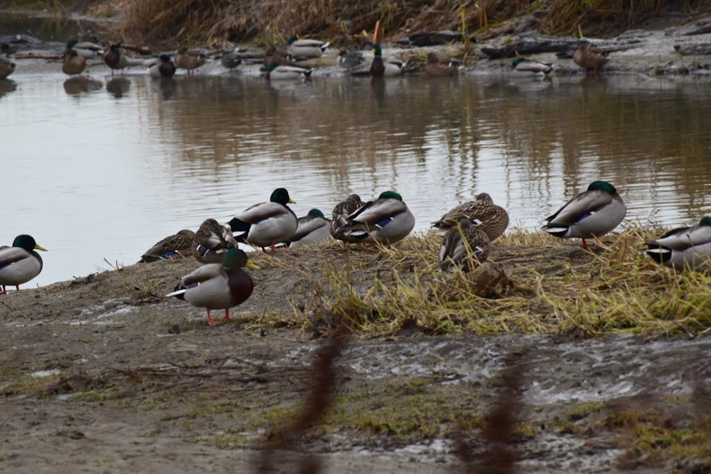 Surrey Lake Park | 7500 152 St, Surrey, BC V3S 3R1, Canada | Phone: (604) 501-5050