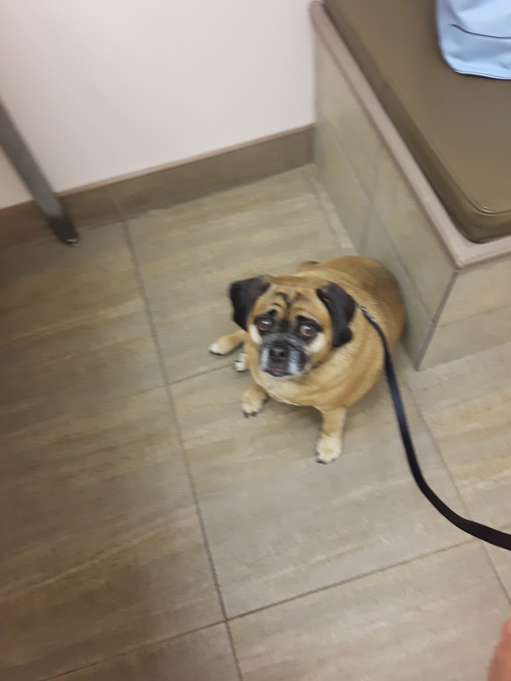 Animal Hospital Of Milton | 491 Main St E, Milton, ON L9T 1R1, Canada | Phone: (905) 878-8853