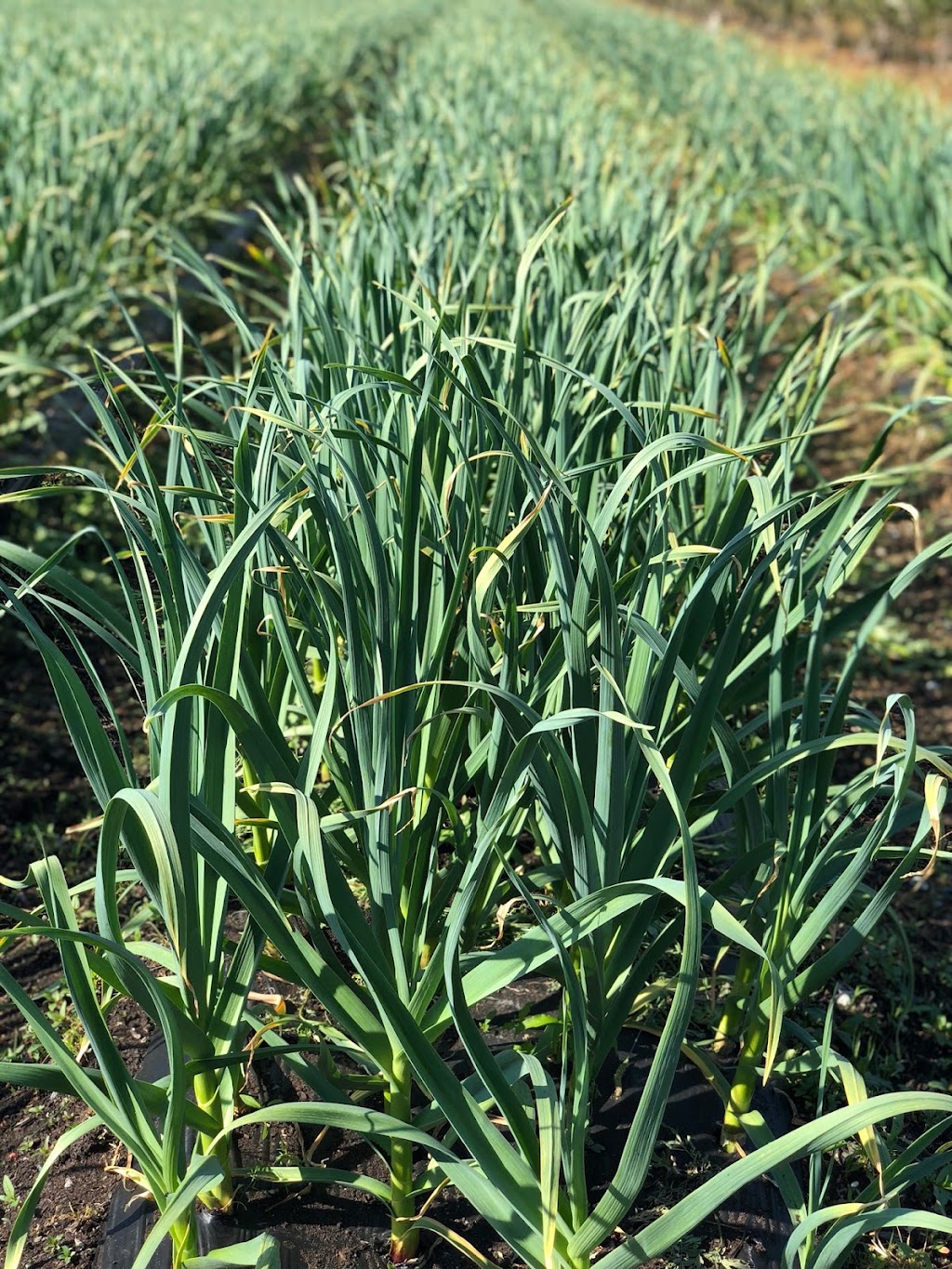 Mangat farms garlic and U-pick blueberries | 17327 32 Ave, Surrey, BC V3S 0L5, Canada | Phone: (778) 240-5044