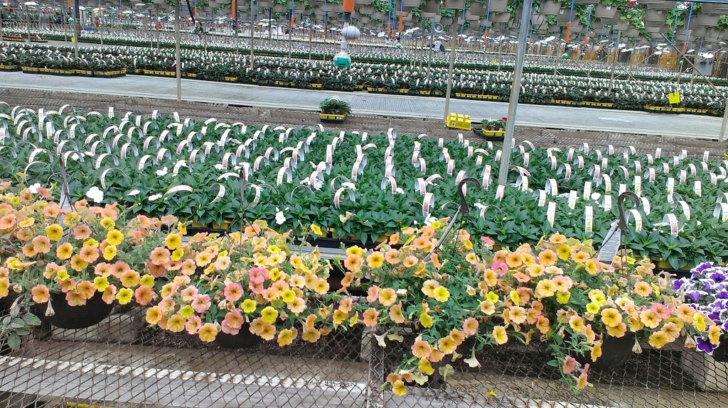 Fernlea Flowers | 1211 ON-3, Delhi, ON N4B 2W6, Canada | Phone: (519) 582-3060