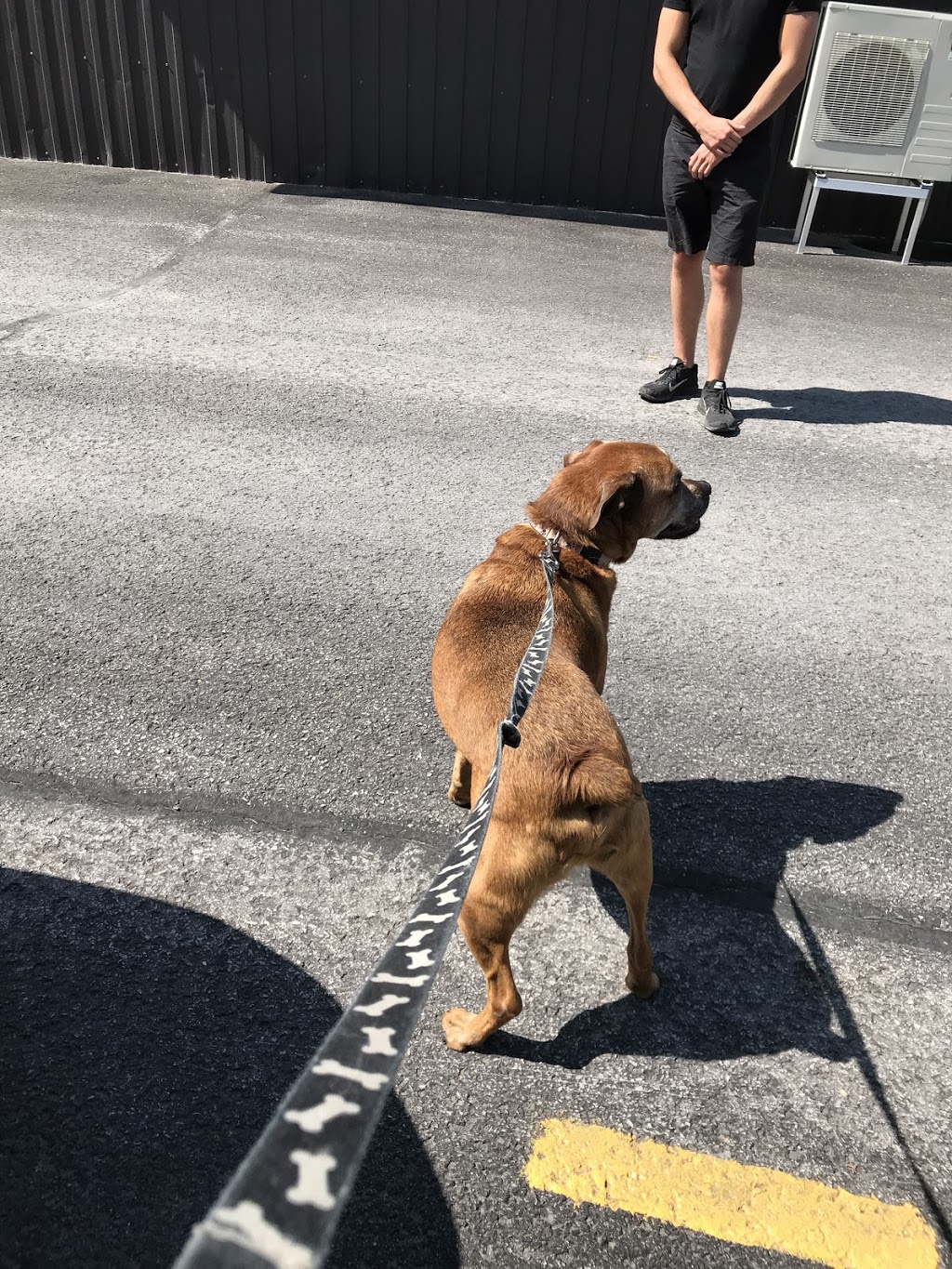 Carrefour Canin | 707 Boulevard de lIndustrie, Saint-Paul, QC J0K 3E0, Canada | Phone: (450) 752-2646