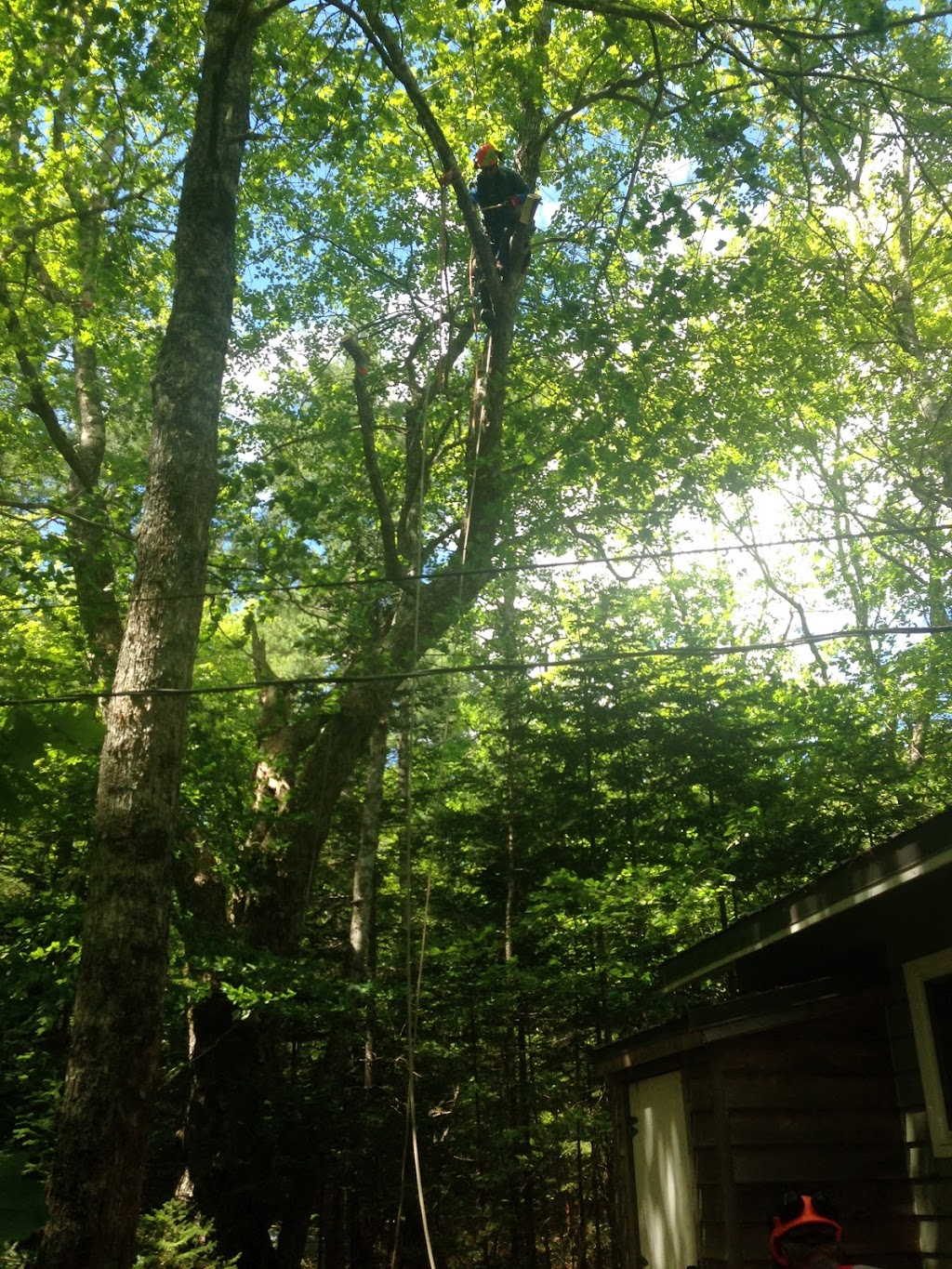 Mayfair Tree Care Ltd | 115 Northwind Rd, Pleasantville, NS B0R 1G0, Canada | Phone: (902) 543-3503
