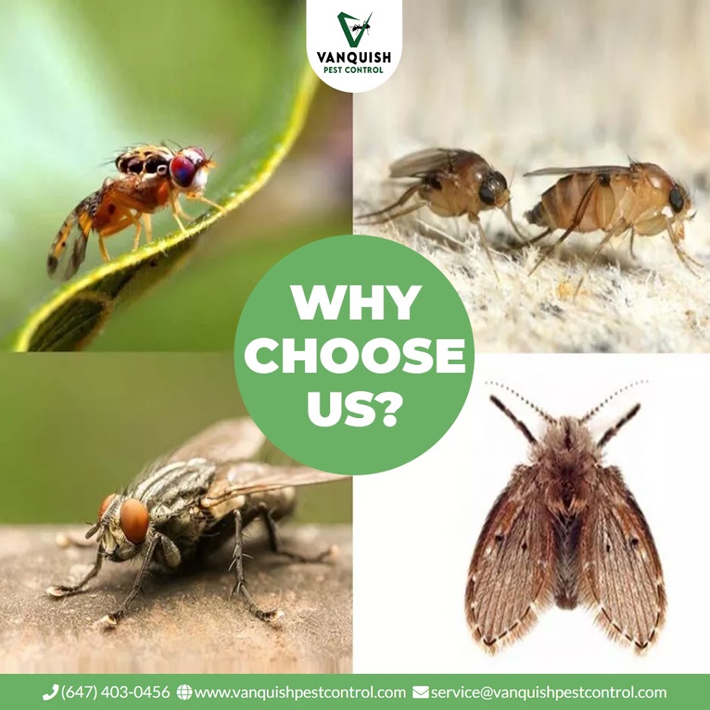 Vanquish Pest Control | 10 Demaris Dr, Brampton, ON L6R 3P5, Canada | Phone: (647) 403-0456