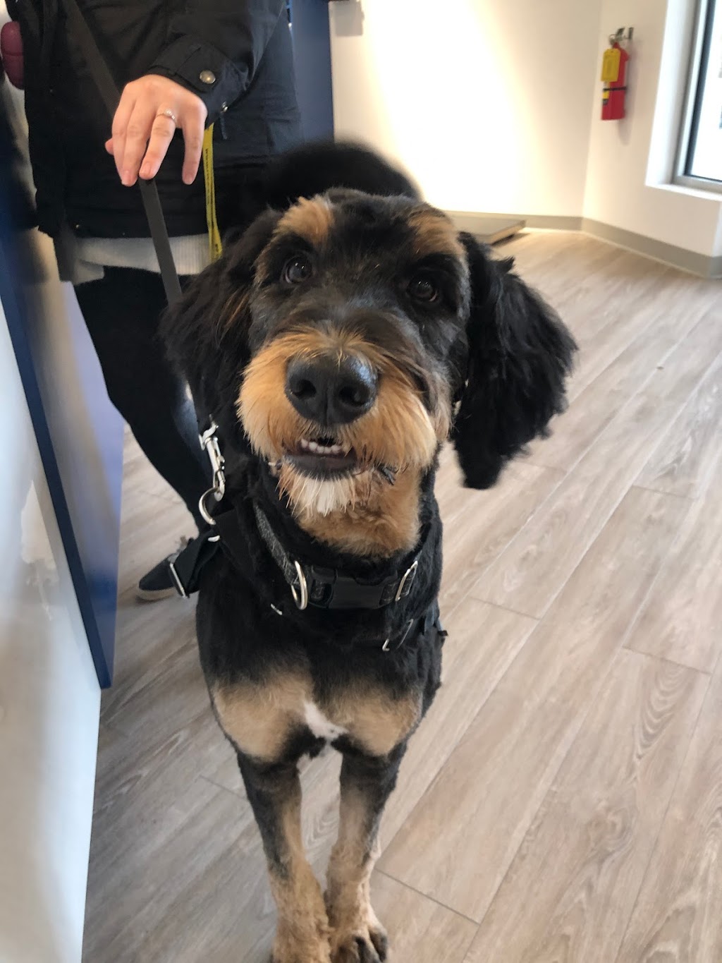 Hammonds Plains Veterinary Hospital | 2069 Hammonds Plains Rd Unit 3, Hammonds Plains, NS B4B 1P3, Canada | Phone: (902) 444-4784